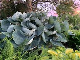 Can It Grow Here? - Coastal Illustrated: Column Gardening