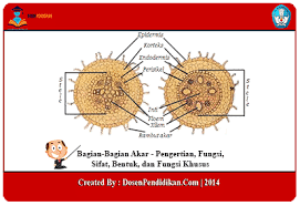 Pada bagian sampul proposal tersebut juga ditulis nama kegiatan yang akan dilakukan. Bagian Bagian Akar Pengertian Fungsi Sifat Bentuk Khusus