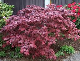 Find out which plants can be used for hedges in nothing adds a little pizazz to a landscape like a beautiful dwarf japanese maple tree. Grobe S Nursery And Garden Centre Japanese Maples