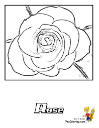 Flowers coloring pages if you've got arty kids with a vibrant imagination, have a browse through our free coloring pages, download all your favorites, and take your markers and crayons out for a spin. Sweet Rose Flowers Coloring Pages 26 Free Rose Coloring Pages