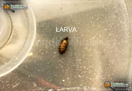They have hard shells, a relatively short these, again, could be found near the area of damage and carpet beetle activity. Varied Carpet Beetle Anthrenus Verbasci