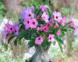 Image result for Adenium