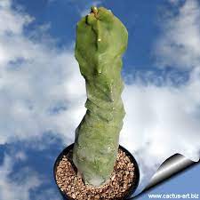 Totem pole cactus, totem pole, totem cactus, monstrous whisker cactus. Lophocereus Schotti Forma Mostruosa Minor Mickleyanus