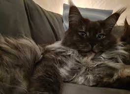 Trouvez maine coon dans chats et chatons à adopter | trouvez des chats et chatons à vendre ou adopter localement à québec : Tout Pour Le Maine Coon Meilleurs Equipements Pour Grands Chats