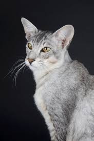 Black And White Tabby Cat Breeds Black Silver Ticked Tabby Silver Tabby Cat Cat Breeds Tortoiseshell Tabby