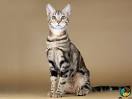 Sokoke cat: Breed Personality, Behavior Facts and ...