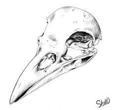 15 Crow Skull Drawing Skull Drawing Crow Skull Skull Art Print