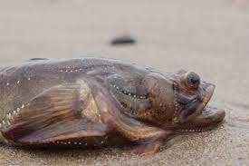 Sex bei Fischen - Kurioses aus dem Liebesleben der Flossenträger