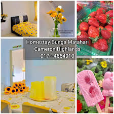 Dengan cuaca yang lembap serta cahaya matahari membolehkan bunga kembang dengan mekar. Homestay Bunga Homestay Bunga Matahari Cameron Highlands