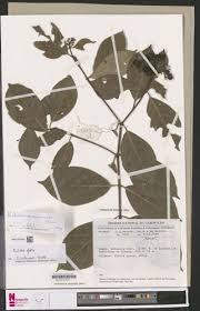 Image result for Rutidea