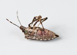 A pest is any animal or plant harmful to humans or human concerns. Do Cold Winters Kill Bugs Farmers Almanac
