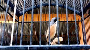 5 jenis burung cendet atau pentet indonesia 1.burung cendet coklat 2.burung cendet hitam putih 3.burung cendet abu abu besar. Si Blangkon Masih Lemes Youtube