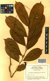 Image result for Antidesma membranaceum