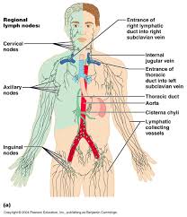 The lymphatic system of the head and neck. Ch20 Gross Anatomy Of The Lymphatic System