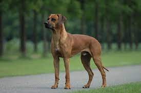 While there are many rescue centers and clubs, including the rhodesian ridgeback kennel club, getting your puppy from a reputable source. Rhodesian Ridgeback Puppies For Sale From Reputable Dog Breeders