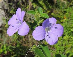 Image result for Antherotoma naudinii