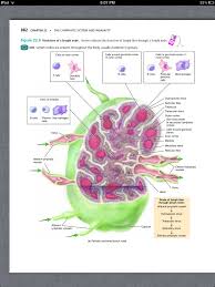 Principles Of Anatomy And Physiology Chapter 22 The Lymphatic System And Immunity 8 Book Pg 882 Lymphatic System Anatomy And Physiology Lymphatic