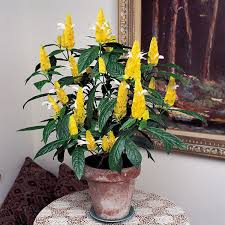 Image result for Pachystachys