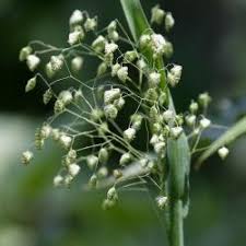 Image result for Briza minor