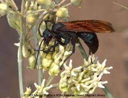 We did not find results for: Pepsis Wasp Fact Sheet