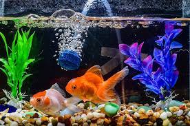 Ikan dengan nama ilmiah paracheirodon innesi ini masuk pada keluarga characin. Jenis Ikan Hias Yang Mudah Untuk Dipelihara