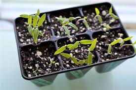 We did not find results for: Germinating Tomato Seeds Fast Planting Tips Tomato Geek