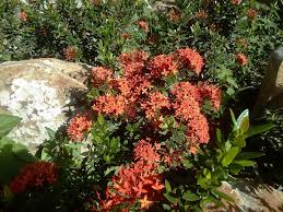 Image result for Ixora narcissodora