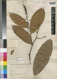 Image result for Campylospermum densiflorum