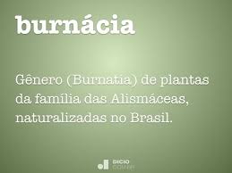 Image result for Burnatia