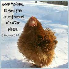 I Ll Second That Chicken Pictures Funny Chickens Beautiful Birds