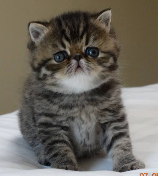 Mga resulta ng larawan para sa Exotic Shorthair Brown Kitten"