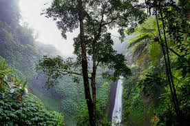 Because rainforests tend to be located along the a rainforest map is a map of the world that highlights the different areas of the world that are. What Factors Control The Location Of Rainforests Owlcation