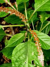 Image result for Hilleria latifolia