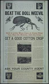 Sessions saw this as an opportunity to convert the area. Boll Weevil Wikiwand