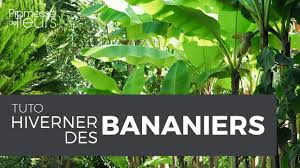 Bananier Musa Plantation Culture Et Entretien Promesse De Fleurs