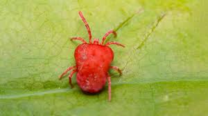 Image result for red mite