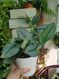 A slow grower though but i do have a few new leaves coming in. Identification Aid Scindapsus Edition Houseplant Addicts