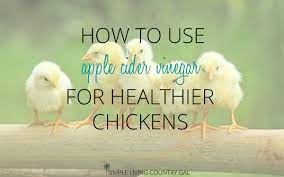 How To Use Apple Cider Vinegar For Healthy Chickens Simple Living Country Gal