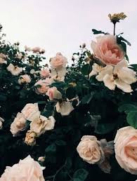 Pin By Tina Ehrig On Bujo Pics In 2020 Aesthetic Light Pastel Pink Aesthetic Aesthetic Wallpapers