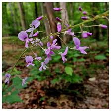 Image result for Hylodesmum