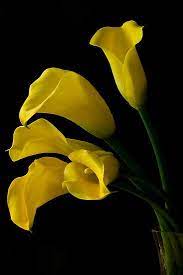 Yellow Calla Lilies By Margaret Barry Calla Lily Calla Lillies Calla