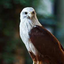 617 Haliastur Photos Free Royalty Free Stock Photos From Dreamstime Astur, asturis hawk < gr. dreamstime com