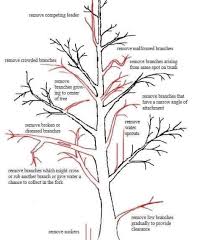 Maybe you would like to learn more about one of these? Cool Guide For Pruning Coolguides