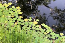 Image result for Wahlenbergia paludicola