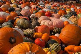 Bilderherbst Fruchte Im Herbst Wetter Bilder Wetter Online Wetter