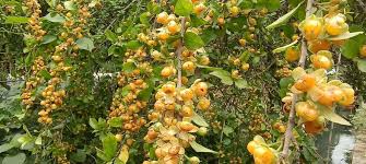 Image result for Streblus