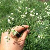Image result for Parthenium