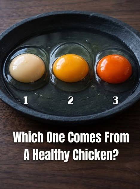Which Egg Came From The Healthiest Chicken? Pick 1, 2, Or 3 Before Reading  The Answer! 🥚👇