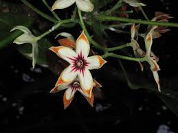 Image result for Cola mossambicensis