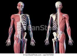 They support bones, in this case, the vertebrae. Human 3 4 Body Skeleton With Muscles Veins And Arteries Front And Rear Views Human Anatomy 3 4 Body Skeletal Muscular And Canstock